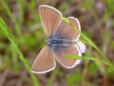 Image title: Female blue butterfly icaricia icarioides fenderi Image from Public domain images website, http://www.public-domain-image.com/full-image/fauna-animals-public-domain-images-pictures/insect photo