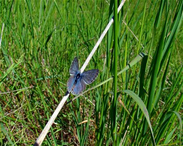 Image title: Icaricia icarioides fenderi endangered fenders blue butterfly Image from Public domain images website, http://www.public-domain-image.com/full-image/fauna-animals-public-domain-images-pic photo