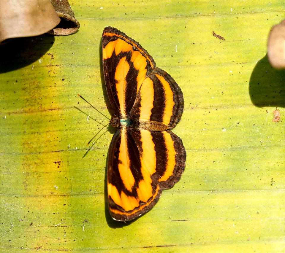 Dosdewa Forest Trail, 
Karimgnj Assam, India 

13-03-2020