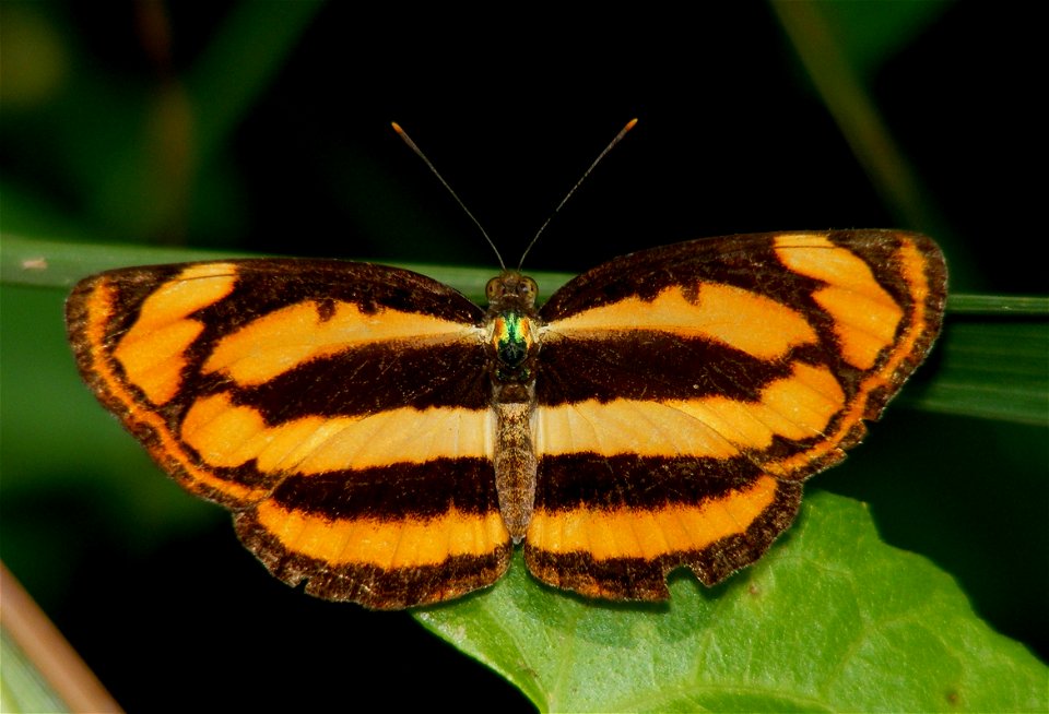 Common Lascar (Pantoporia hordonia)