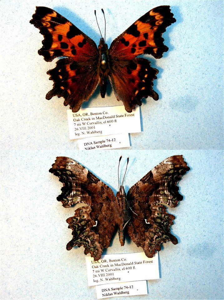 UNITED STATES OF AMERICA.  Benton Co., OR,  Cladistics 2003, BJLS 2005, BMC 2009,  Exemplar,  <a href="http://nymphalidae.utu.fi/story.php?code=NW74-12" rel="nofollow">see in our database</a&