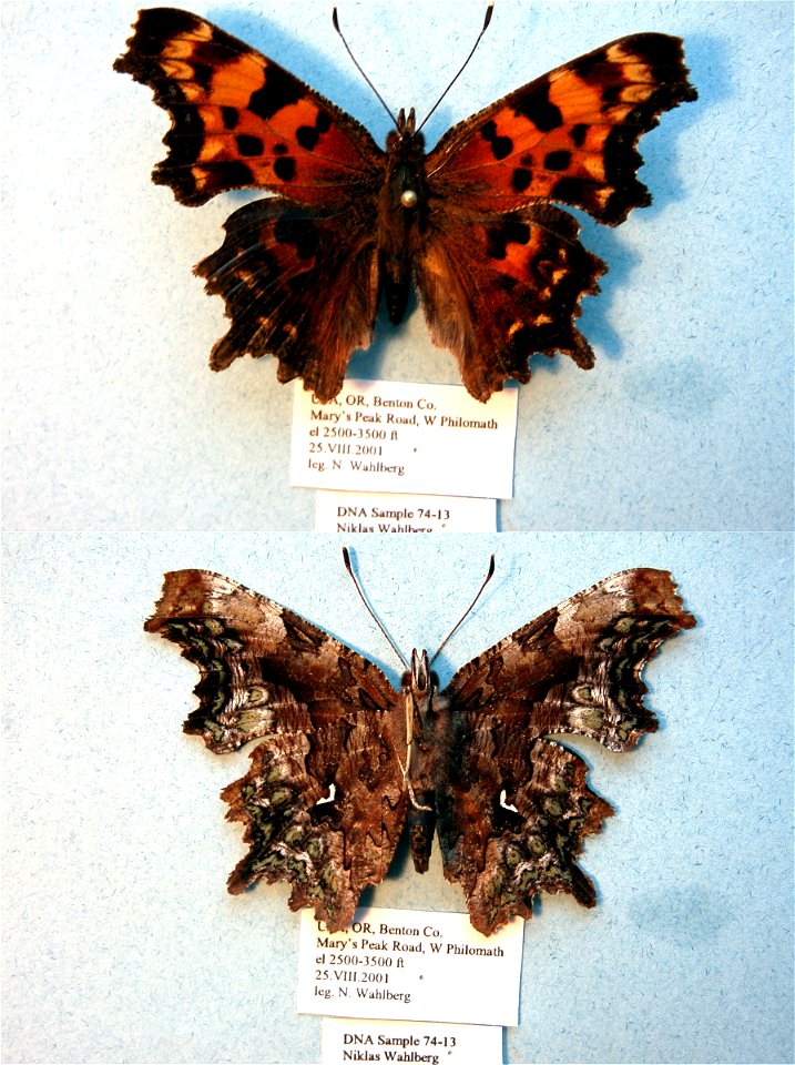 UNITED STATES OF AMERICA.  Benton Co., OR,    <a href="http://nymphalidae.utu.fi/story.php?code=NW74-13" rel="nofollow">see in our database</a>