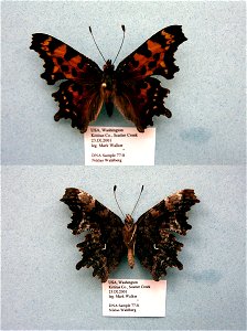 UNITED STATES OF AMERICA.  Scatter Creek, Kittitas Co., WA,    <a href="http://nymphalidae.utu.fi/story.php?code=NW77-8" rel="nofollow">see in our database</a>