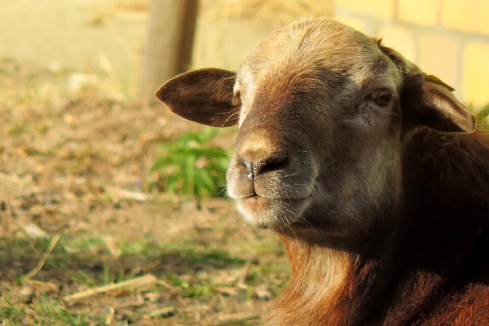 Cattle rural mammal