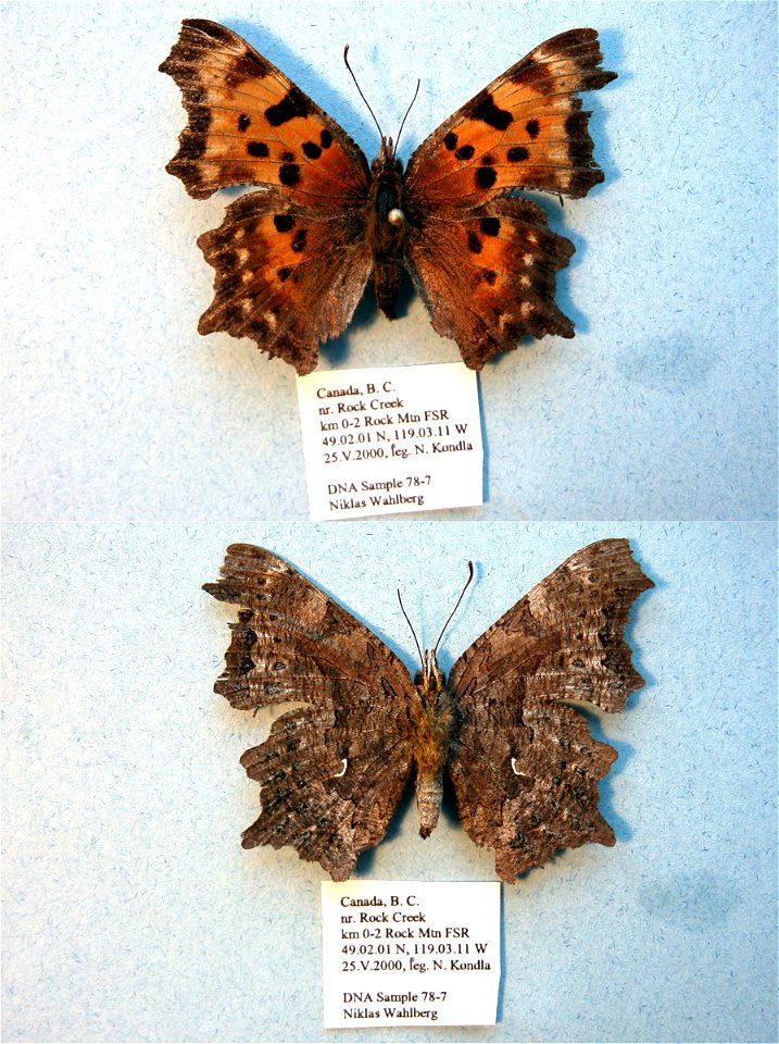 CANADA.  km 0-2 Rocky Mtn FSR, nr Rock Creek, B. C.,    <a href="http://nymphalidae.utu.fi/story.php?code=NW78-7" rel="nofollow">see in our database</a>
