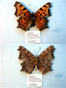 CANADA.  km 0-2 Rocky Mtn FSR, nr Rock Creek, B. C.,    <a href="http://nymphalidae.utu.fi/story.php?code=NW78-7" rel="nofollow">see in our database</a>