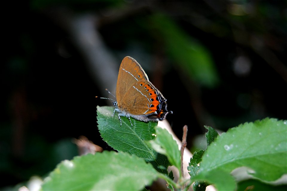 Pflaumen-Zipfelfalter (Satyrium pruni), Bockmerholz bei Hannover