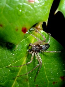 Eurasian Running Crab Spider (Philodromus dispar) photo