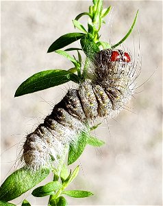 Greater Oak Dagger (Acronicta lobeliae) photo