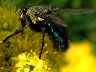 Male Cynomya mortuorum (Linnaeus 1761) : synonym Cynomyia mortuorum (det. Theo Zeegers). Family Calliphoridae. Location: Unused patch of land of business park "Boeldershoek" near Hengelo (Overijs photo