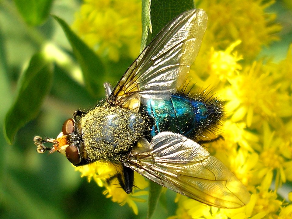 Male  (Linnaeus 1761) : synonym Cynomyia mortuorum (det. Theo Zeegers). Family Calliphoridae. 
Location: Unused patch of land of business park "Boeldershoek" near Hengelo (Overijssel) in the Neth