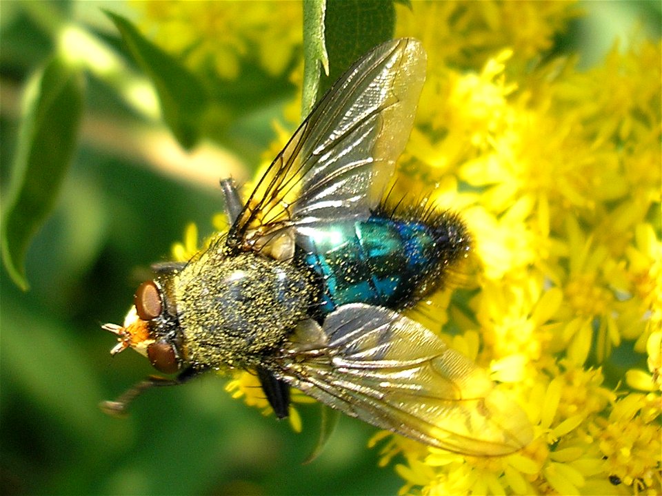 Male  (Linnaeus 1761) : synonym Cynomyia mortuorum (det. Theo Zeegers). Family Calliphoridae. 
Location: Unused patch of land of business park "Boeldershoek" near Hengelo (Overijssel) in the Neth