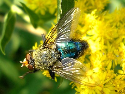 Male  (Linnaeus 1761) : synonym Cynomyia mortuorum (det. Theo Zeegers). Family Calliphoridae. 
Location: Unused patch of land of business park "Boeldershoek" near Hengelo (Overijssel) in the Neth