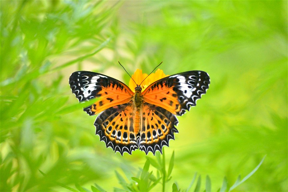 Cethosia mahratta (Sahyadri lacewing)