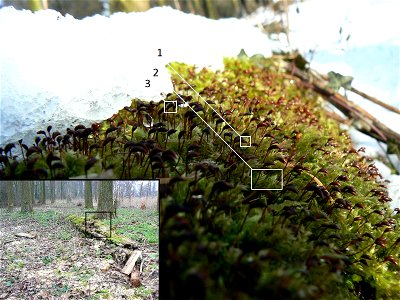 Fresh snow partially covers Rough-stalked Feather-moss (Brachythecium rutabulum), growing on a thinned hybrid black poplar (Populus x canadensis). The last stage of the moss lifecycle is shown, where 