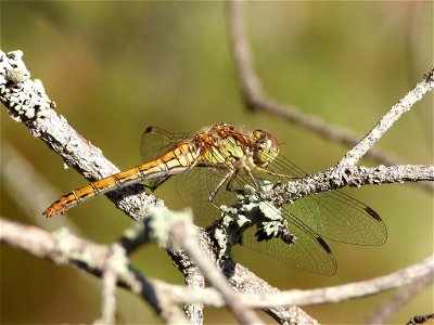 Vagrant Darter (Sympetrum vulgatum)