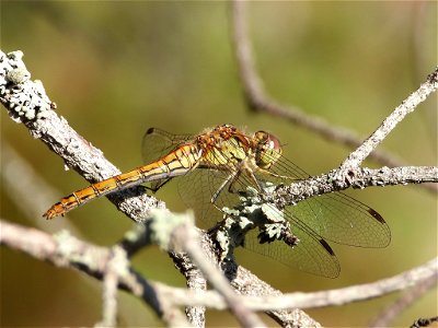 Vagrant Darter (Sympetrum vulgatum) photo