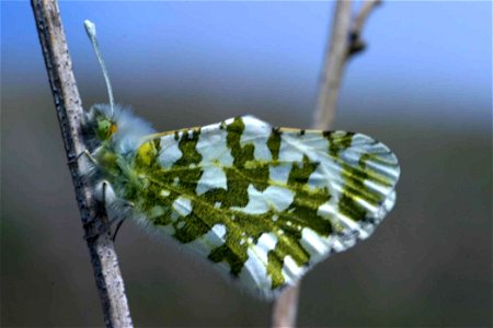 Image title: Island marble butterfly Image from Public domain images website, http://www.public-domain-image.com/full-image/fauna-animals-public-domain-images-pictures/insects-and-bugs-public-domain-i photo