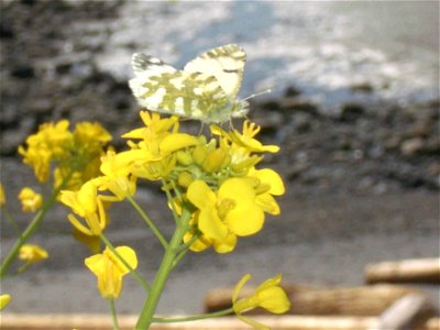 Image title: Island marble butterly perched on yellow flowers
Image from Public domain images website, http://www.public-domain-image.com/full-image/fauna-animals-public-domain-images-pictures/insects