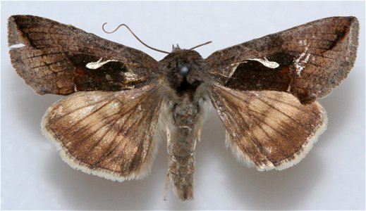 Celery Looper Moth (Anagrapha falcifera)
