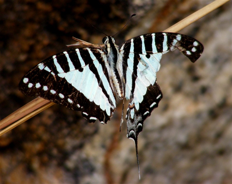 Spot Swordtail_ Graphium nomius
