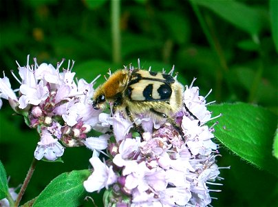 Gebänderter Pinselkäfer (Trichius fasciatus) auf einer Dostblüte, Sehnde bei Hannover