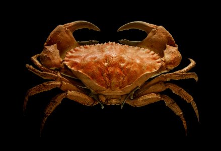 Toothed rock crab Cancer bellianus, Johnston 1861. Stuffed specimen, Museum of Natural History, La Rochelle, France photo