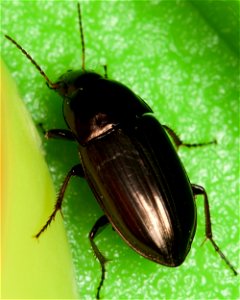Beetle, possibly Amara aenea, in Nashville, Tennessee