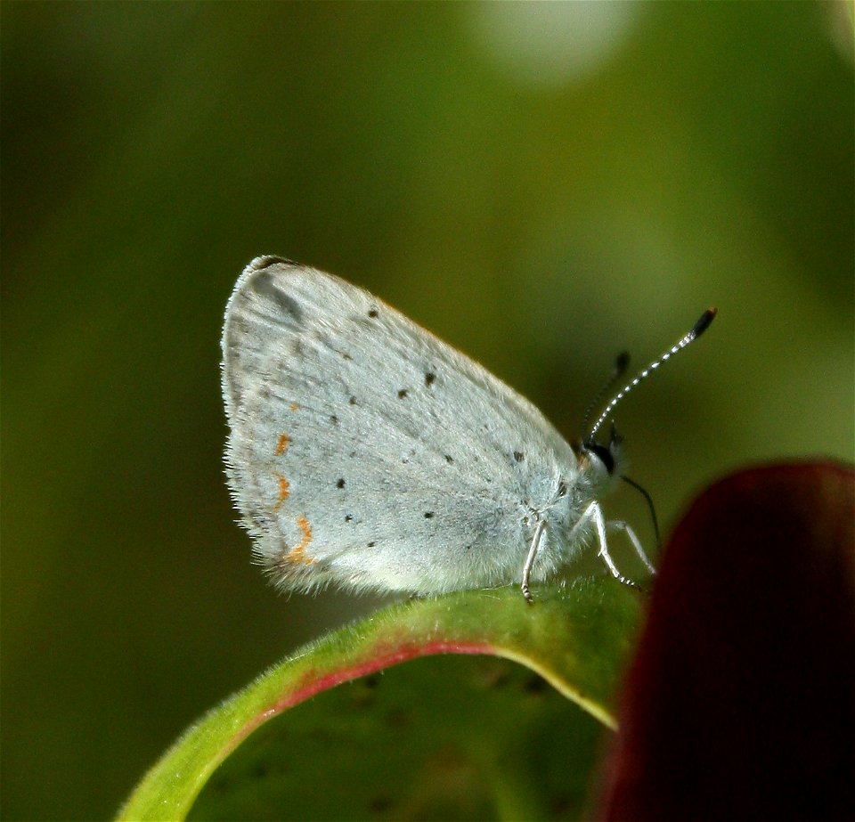 A Bog Copper (Lycaena epixanthe), observed on July 9 am, 2014, in a small minerotrophic peatland, in Saint-Narcisse, Québec. It was standing on a Purple pitcher plant (Sarracenia purpurea L. ssp. purp