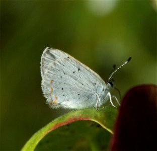 A Bog Copper (Lycaena epixanthe), observed on July 9 am, 2014, in a small minerotrophic peatland, in Saint-Narcisse, Québec. It was standing on a Purple pitcher plant (Sarracenia purpurea L. ssp. purp photo
