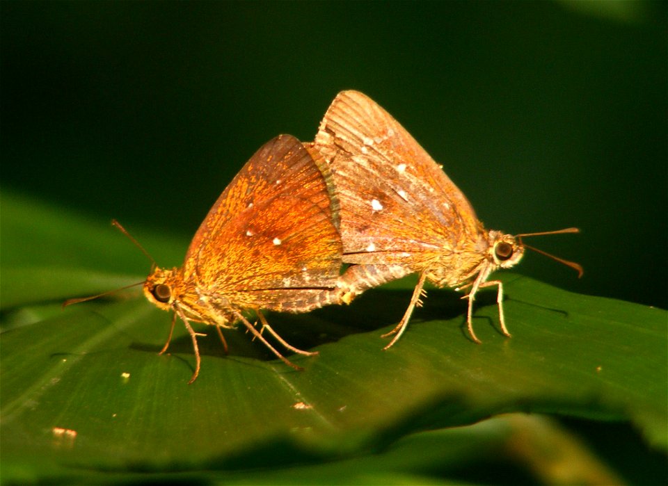 Chestnut Bob (Iambrix salsala)
