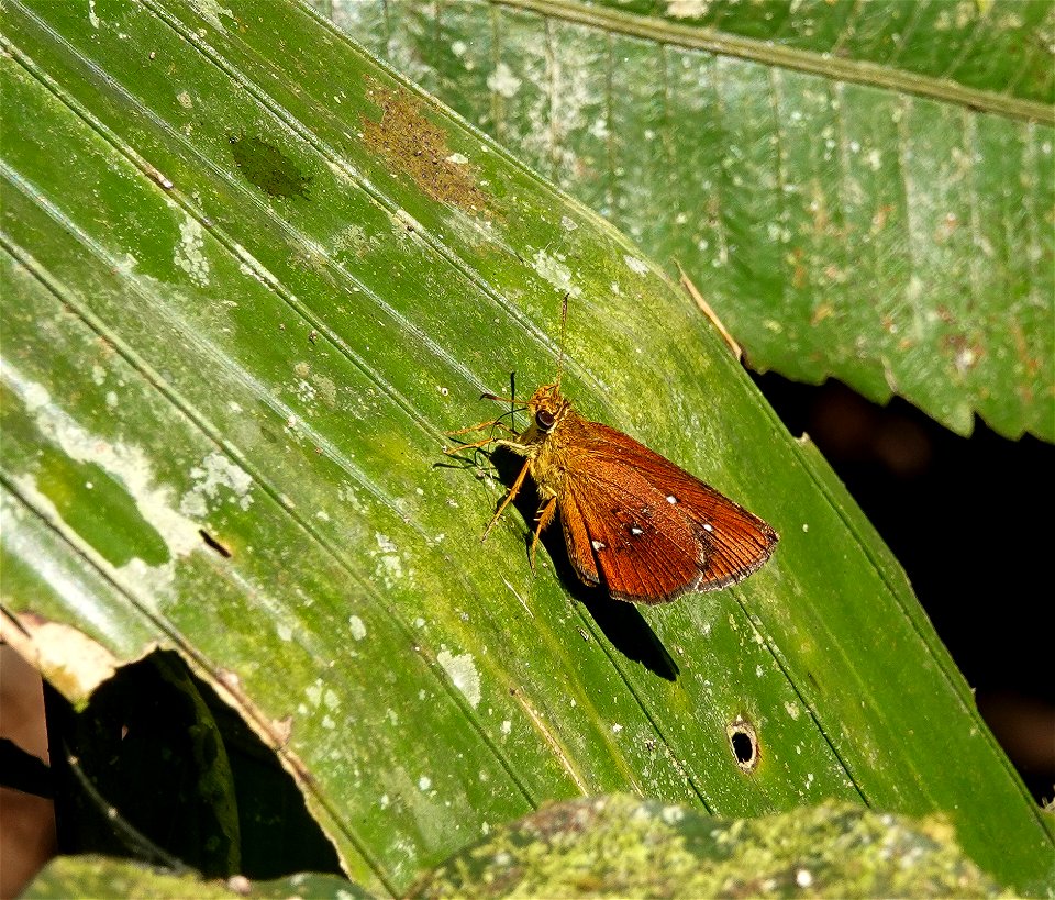 Dosdewa Forest Trail, 
Karimgnj Assam, India 

13-03-2020