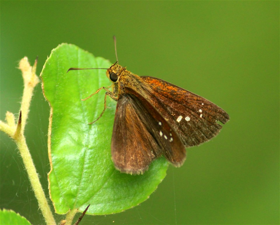 Iambrix salsala (Moore, [1866]) – Chestnut Bob