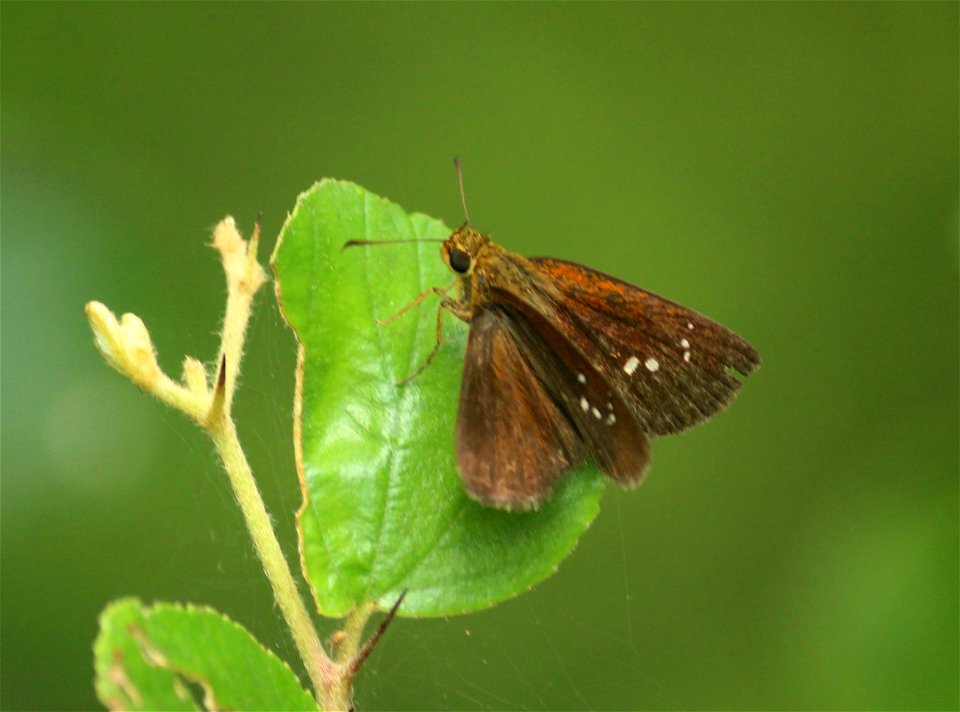 Iambrix salsala (Moore, [1866]) – Chestnut Bob