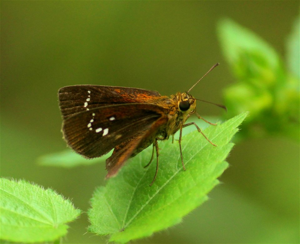 Iambrix salsala (Moore, [1866]) – Chestnut Bob