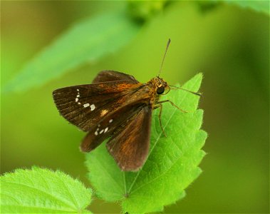 Iambrix salsala (Moore, [1866]) – Chestnut Bob