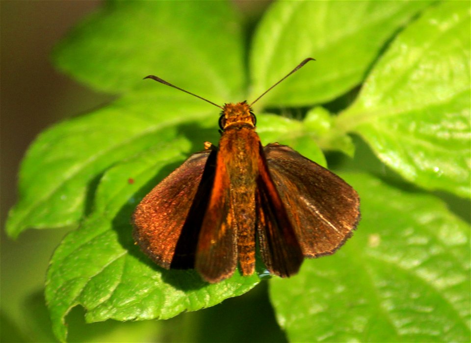 Iambrix salsala (Moore, 1866) – Chestnut Bob