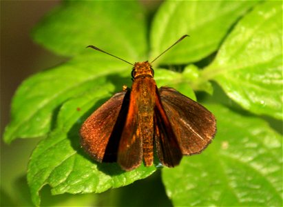 Iambrix salsala (Moore, 1866) – Chestnut Bob