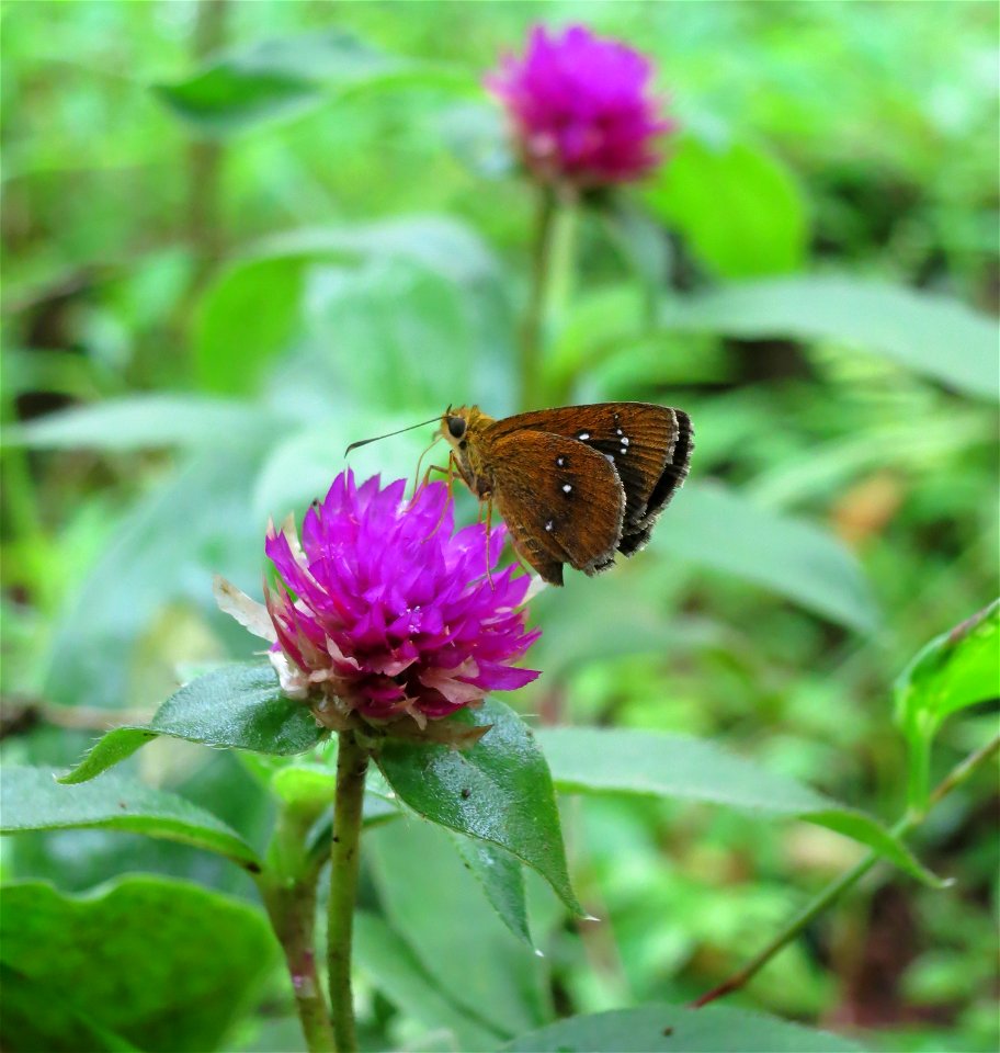 Iambrix salsala female(Identification VirenVaz)