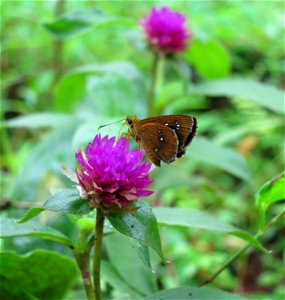 Iambrix salsala female(Identification VirenVaz)