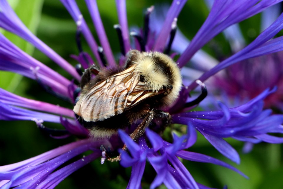 Field Cuckoo-Bumble bee (Bombus campestris) photo