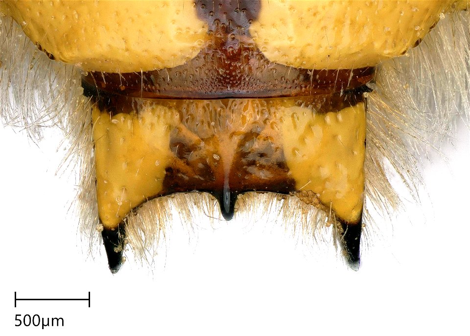 Dorsale Sicht auf Tergit 7 des Männches von Anthidium florentinum