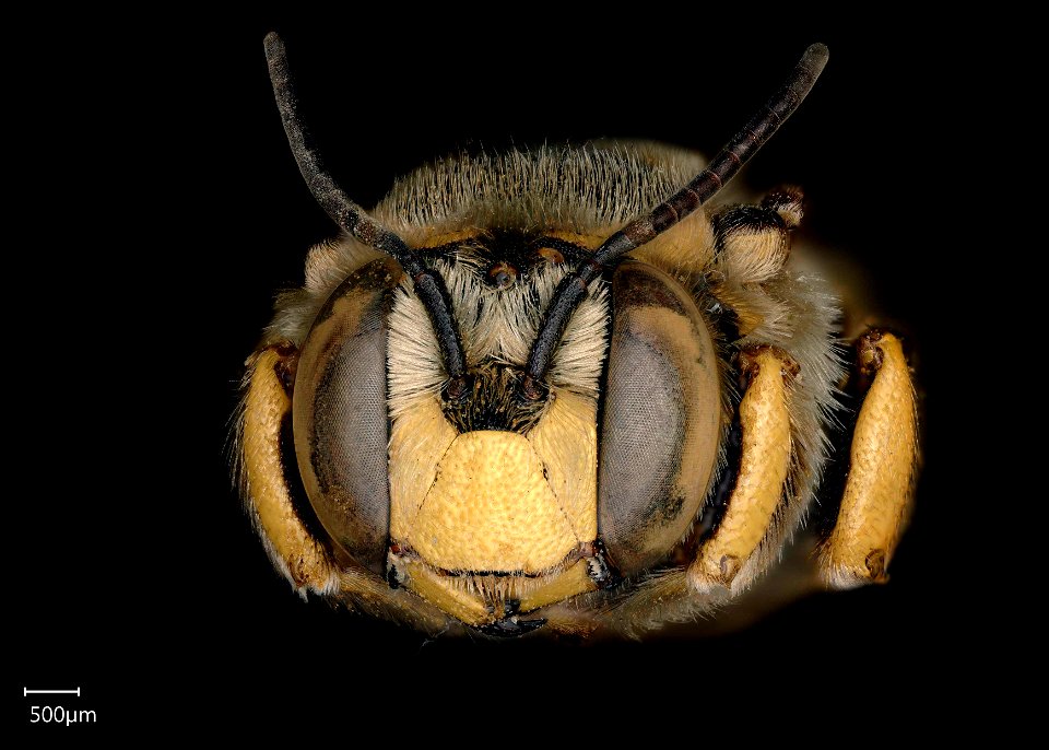 Athidium florentinum, Männchen. Frontalansicht