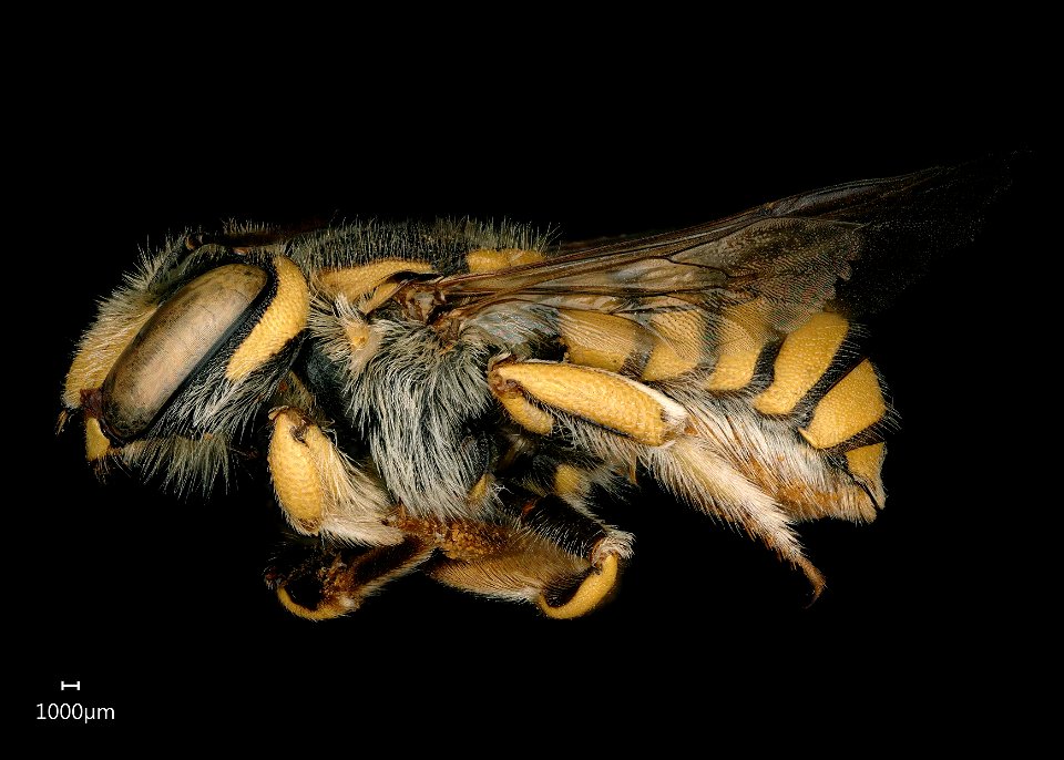 Anthidium florentinum, Weibchen.