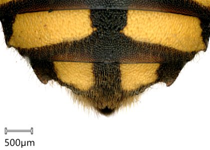 Anthidium florentineum, Weibchen. Tergit 6