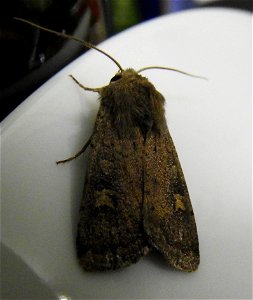 Xestia xanthographa
