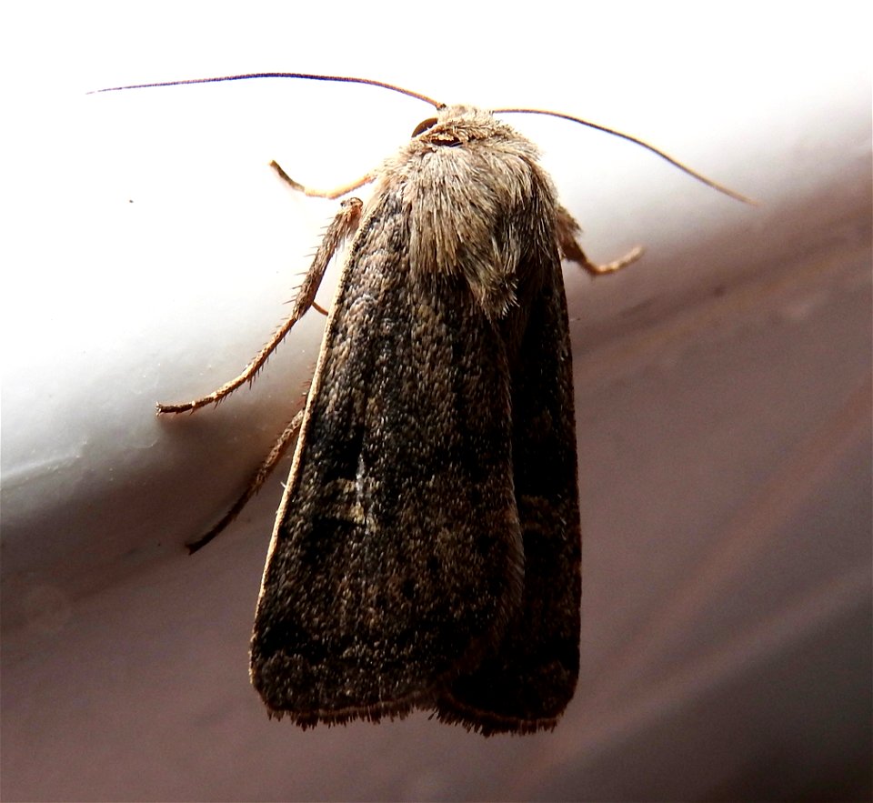 Xestia xanthographa ?