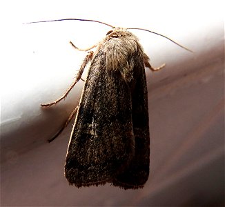 Xestia xanthographa ? photo