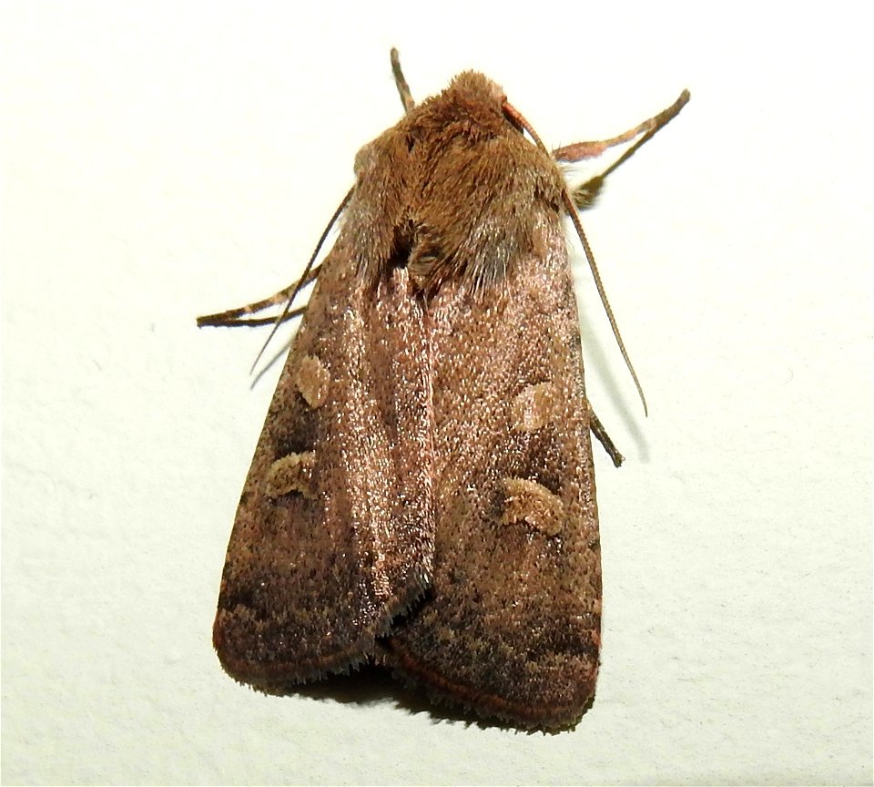 Xestia xanthographa