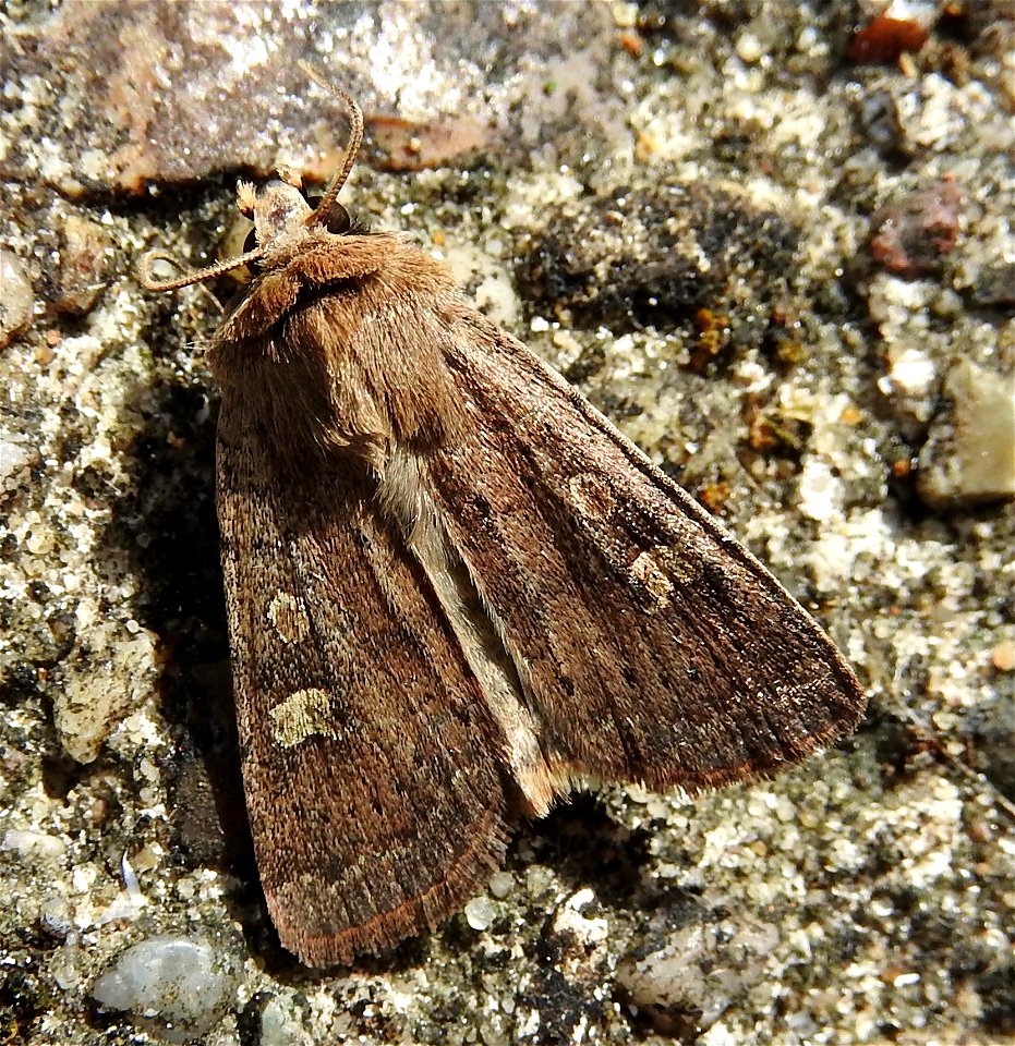 Xestia xanthographa